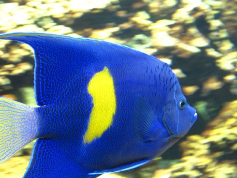 Fish at the aquarium near Cheronissos