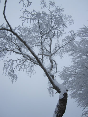 Frozen trees on a foggy morning
