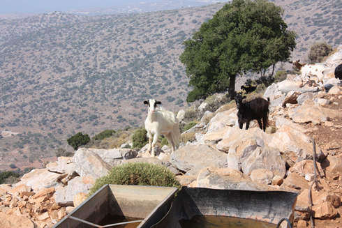 goats in Dikte Mountains
