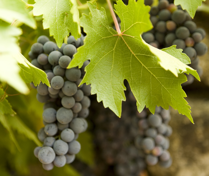 grapes of Domaine de la Coquillade - copyright Park Hyatt 