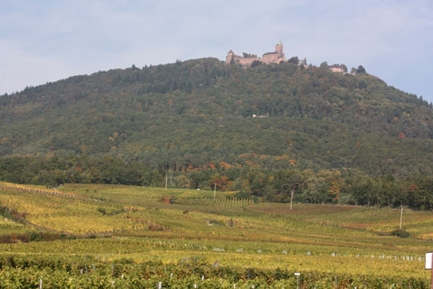 Alsatian vineyards near Haut-Koenigsbourg