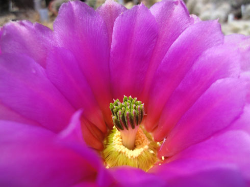 The inside of a cactus flower