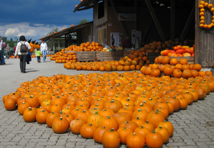 Jucker farm in Seegraben - pumpkin exhibition