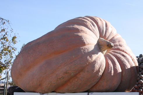 A winning pumpkin (2009, Seegraben competition)