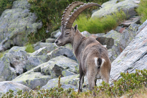 Ibex in the Aiguilles Rouges Reserve