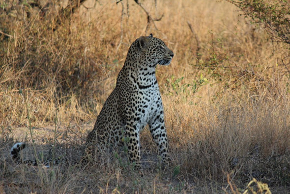 Leopard in Kruger National Park in Africa - Elisa Lake