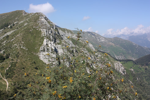 View of the Lepontine Alps from Cimetta