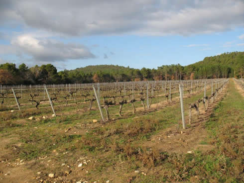Vineyards in the Vaucluse