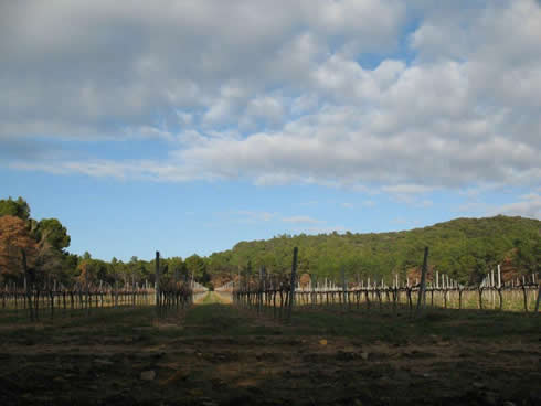 Côtes du Rhône vineyards in the Vaucluse