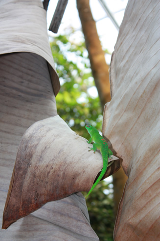 Lizard on dried bamboo leaves