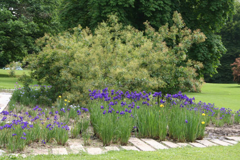 Many purple iris