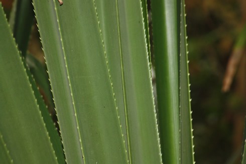 Sharp edges of a plant