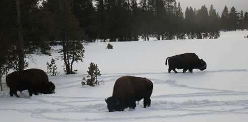 Meeting with the bisons during a snowcoach in Yellowstone Park