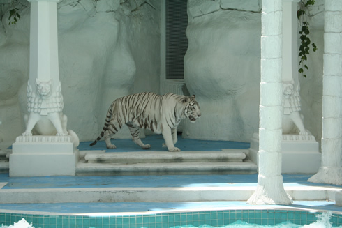 Mirage white tiger