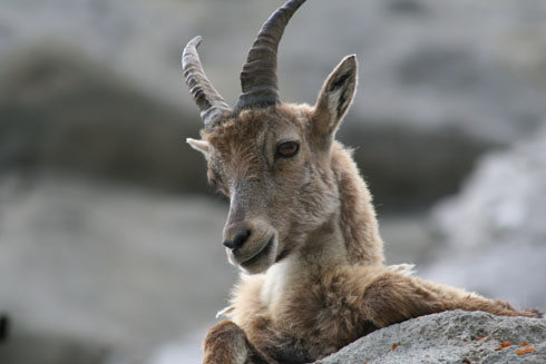 Mountain goat in Pilatus