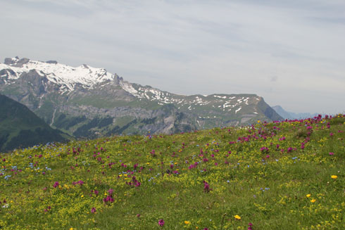 Männlichen moutain views with alpine flowers