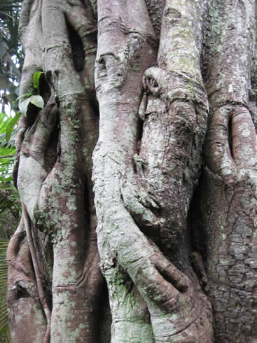 Large trunk with roots