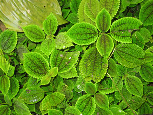 Green and soft Pilea crassifonia leaves