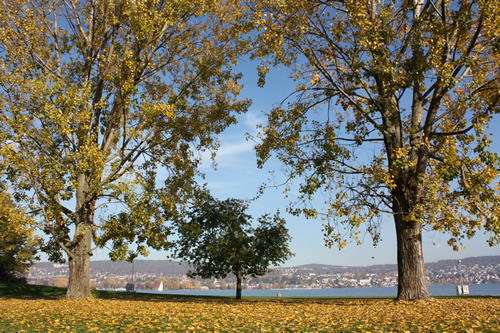 Yellow carpet along the Lake of Zurich
