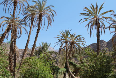 Oasis of Firan in the Sinai desert