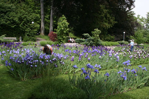 View of the Belvoir Park during the iris show
