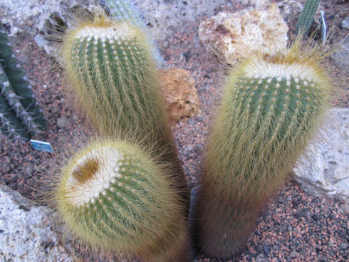 Paris: three cactuses with yellow spines