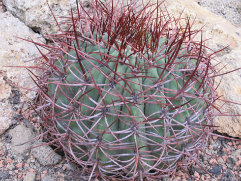 a cactus at the Jardin des Plantes in Paris with red spines
