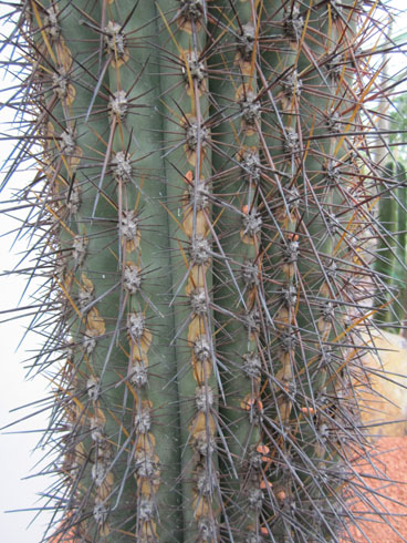 A tall cactus at the Jardin des Plantes in Paris