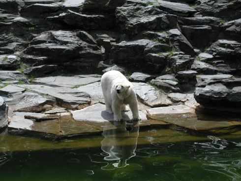 Polar Bear in Zoo Berlin
