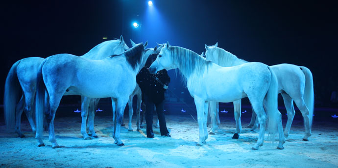 Purebred arabians at the Premiere of Circus Knie in Zurich