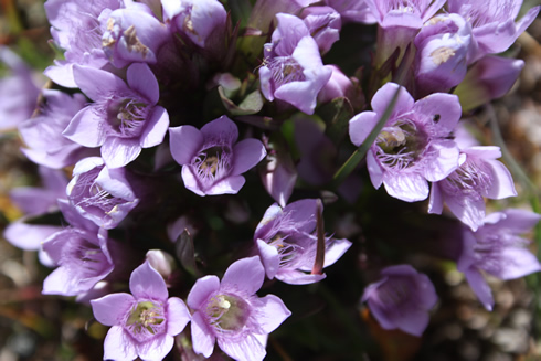 Purple flowers on an Engadin trail