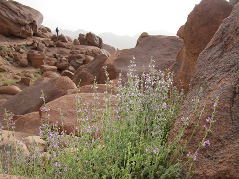 Purple plant on a rocky path in Mount Sinai