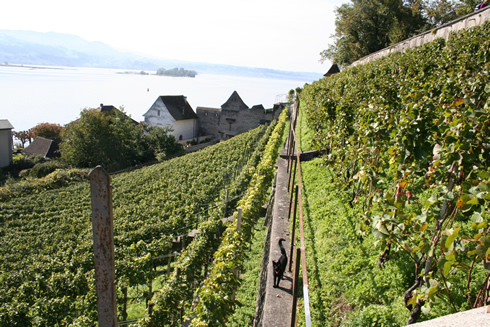 Rapperswil vineyards near the castle