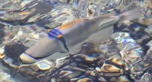 Red Sea Picassofish