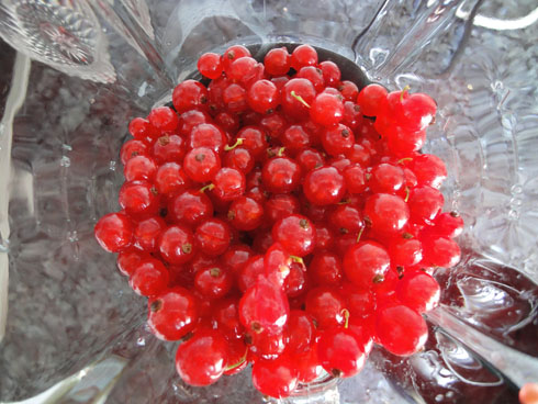 Red currants in a blender