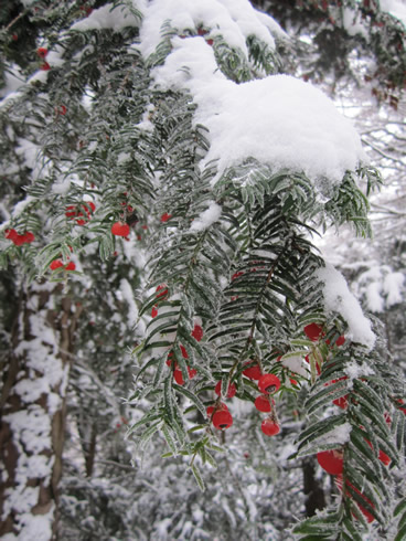 Beautiful evergreen tree branches