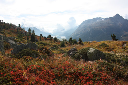 Reddish orange colors in the Fall in the Upper Engadin mountains