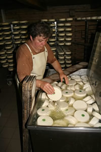Salting process and one of the Donzel's cows