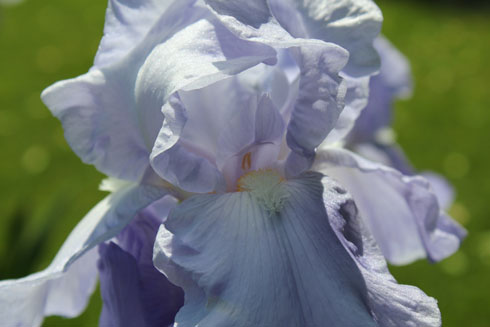 Iris plant: Sapphire Hills 