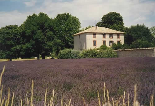 Blooming lavender field in Sault in Provence