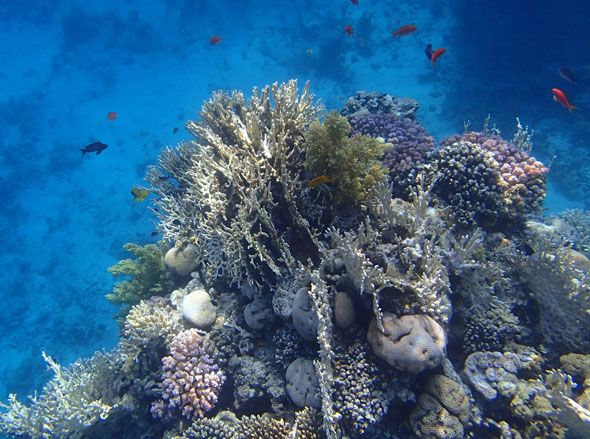 Snorkling in the Red Sea
