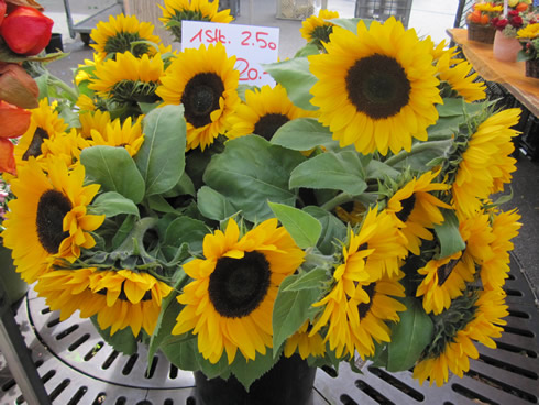Sun flowers at the Burkliplatz market