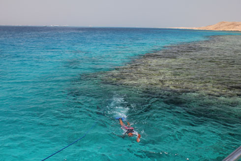 Swimming in the gulf of Aqaba