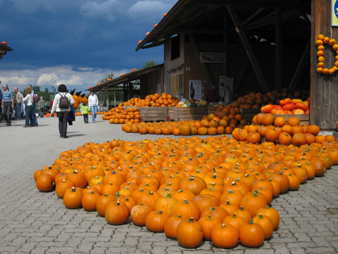 Display of pumpkins at the Jucker Farm in Seegraben