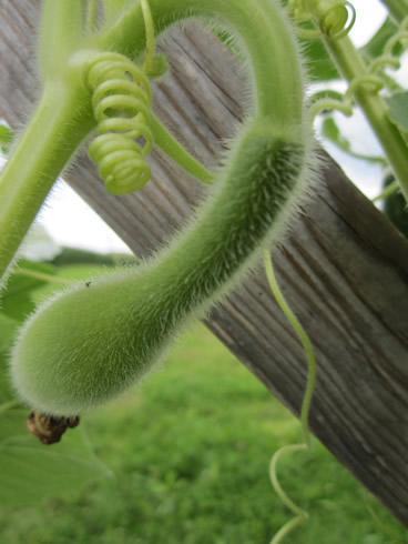 Forming squash on a branch