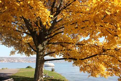 Tree leaves turning yellow on Zurich lake (Switzerland)