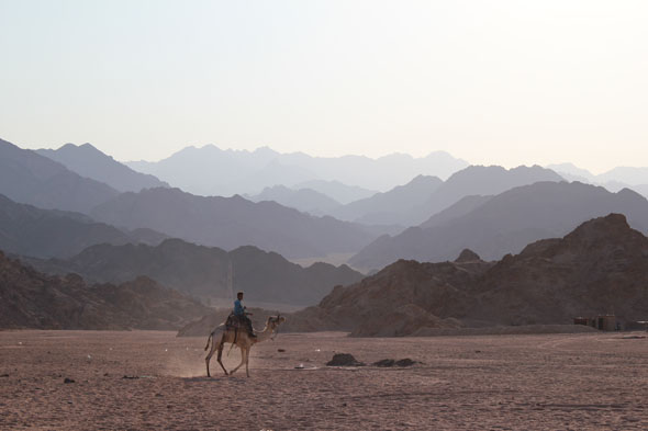 Camel and camel rider in the Sinai Mountains near Sharm el Sheikh
