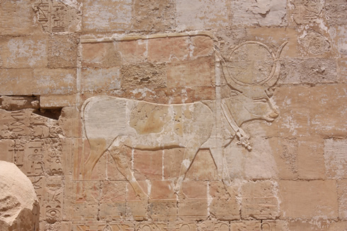 Cow in temple of Hatscheput