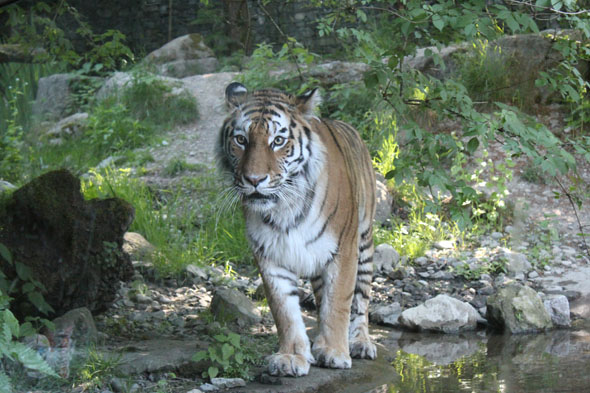 A tiger at the Zurich zoo
