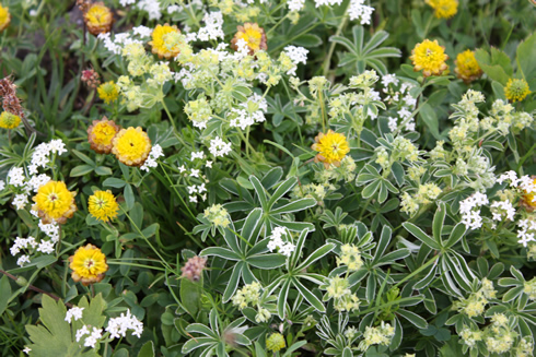 Various alpine flowers around Trubsee